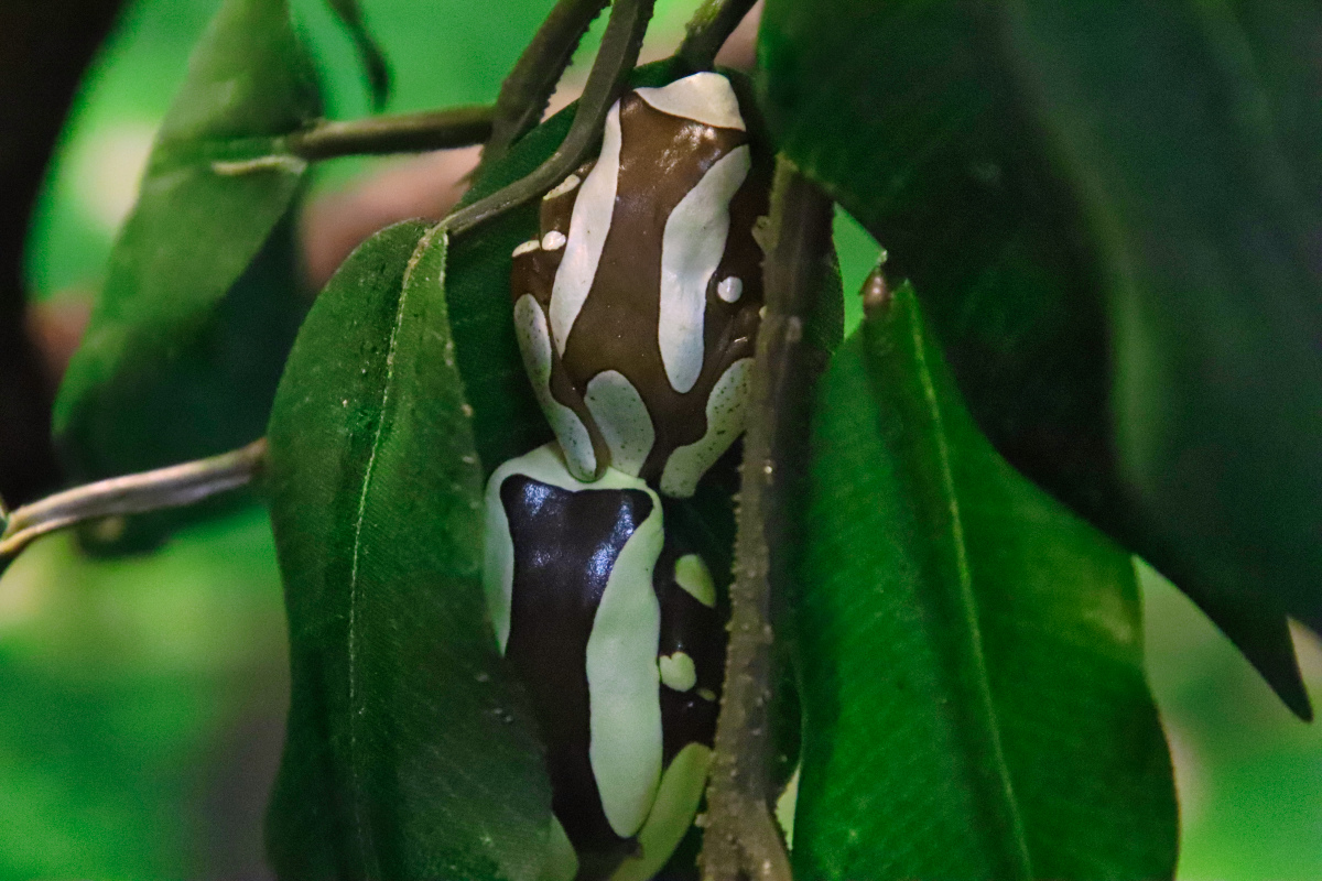 2 male Clown Tree Frogs at GarLyn Zoo